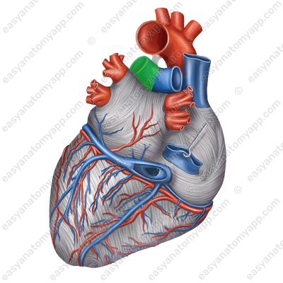 Правая легочная артерия (arteria pulmonalis dextra) – вид сзади